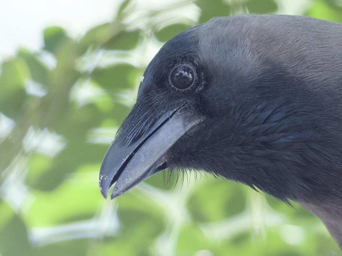 House Crow - ML647267440