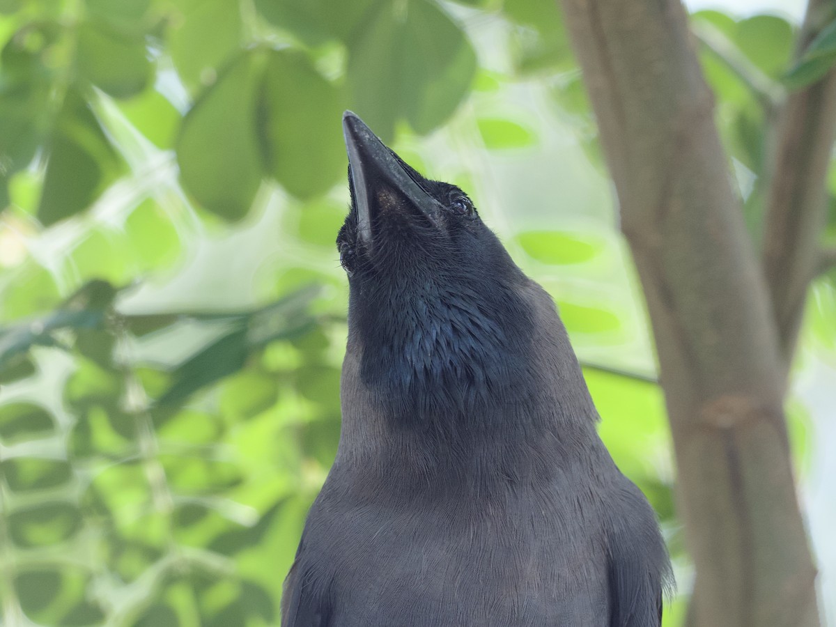 House Crow - ML647267441