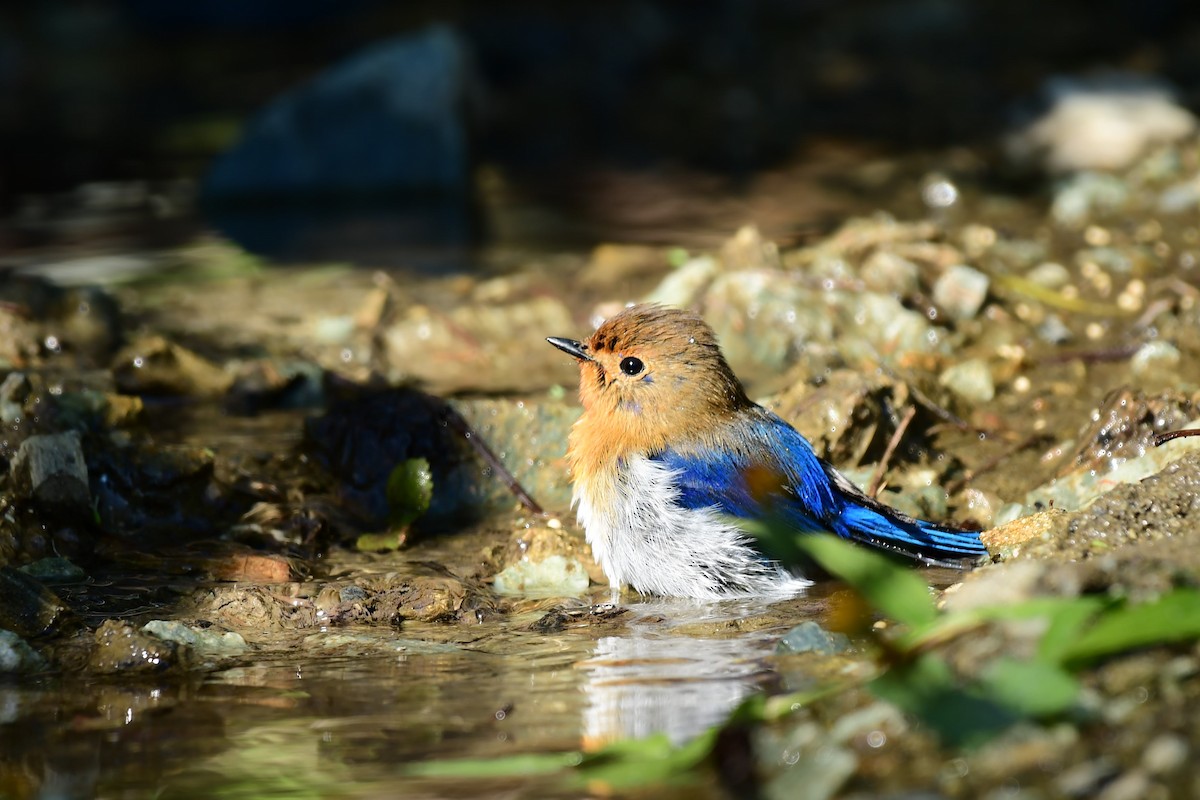 Sapphire Flycatcher - ML647267454