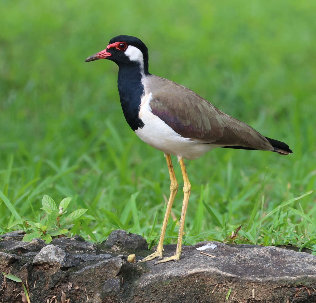 Büyük Kızkuşu - ML647267461