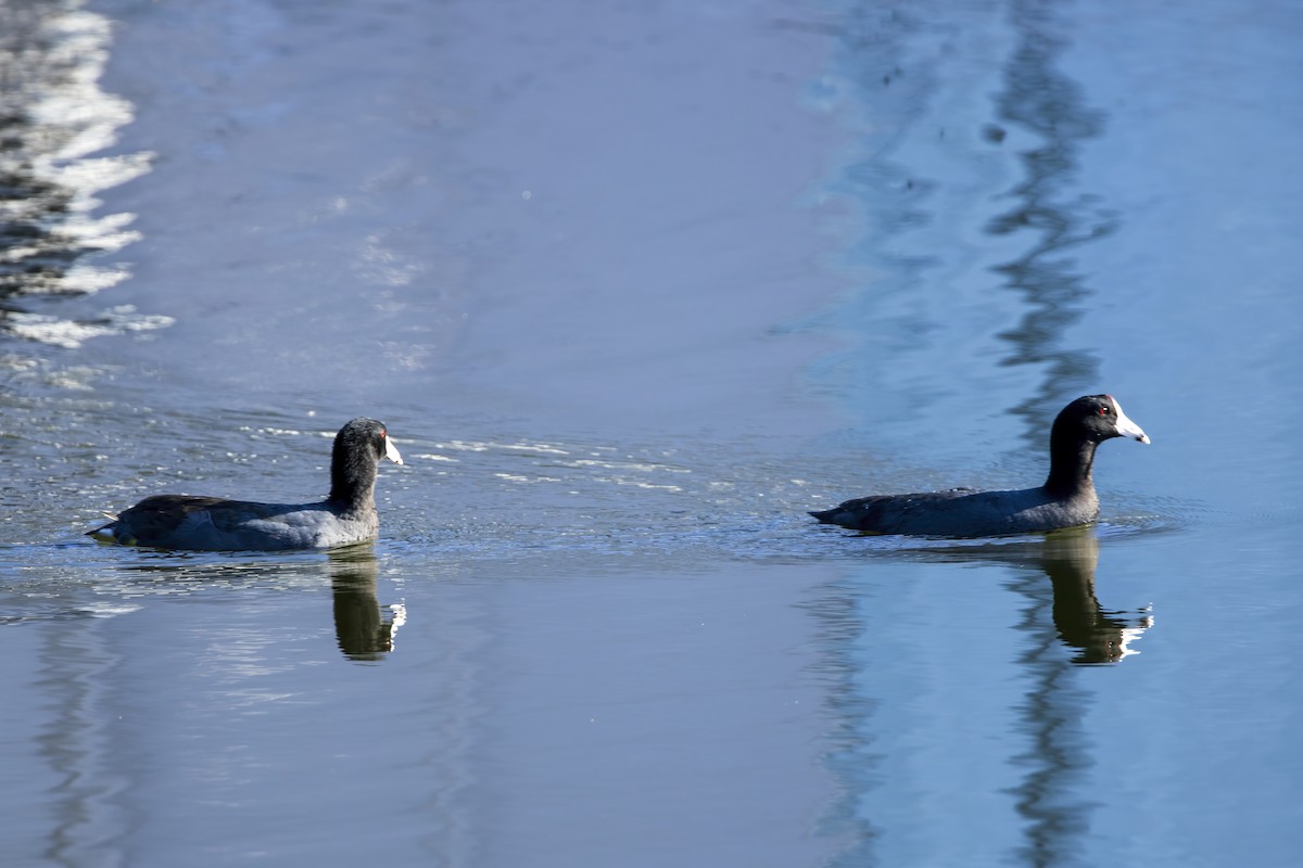 Focha Americana - ML647267462