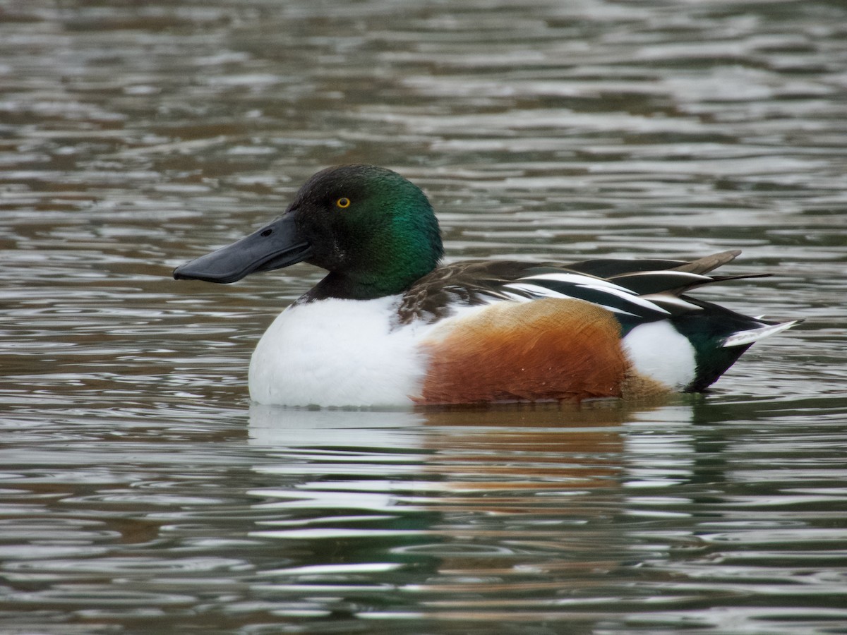 Northern Shoveler - ML647267474