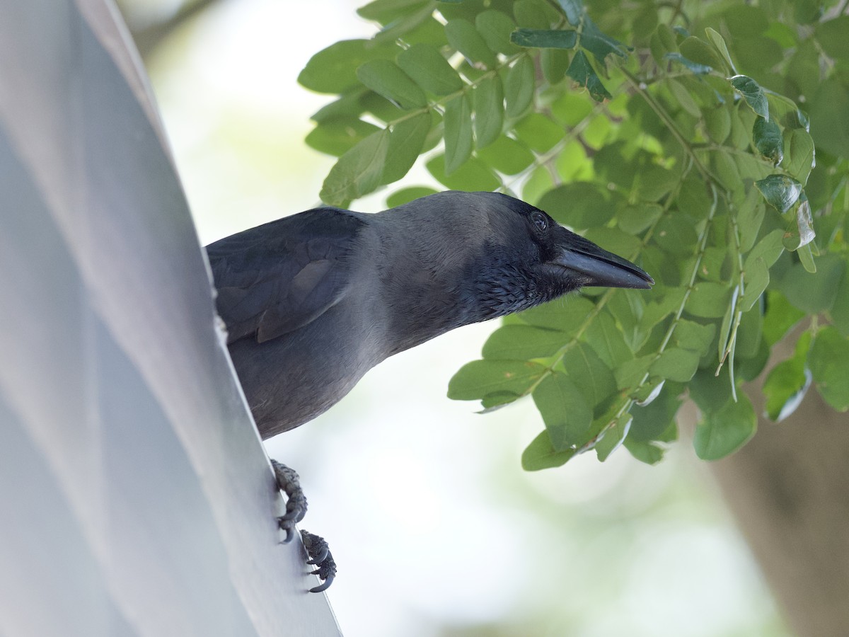 House Crow - ML647267476