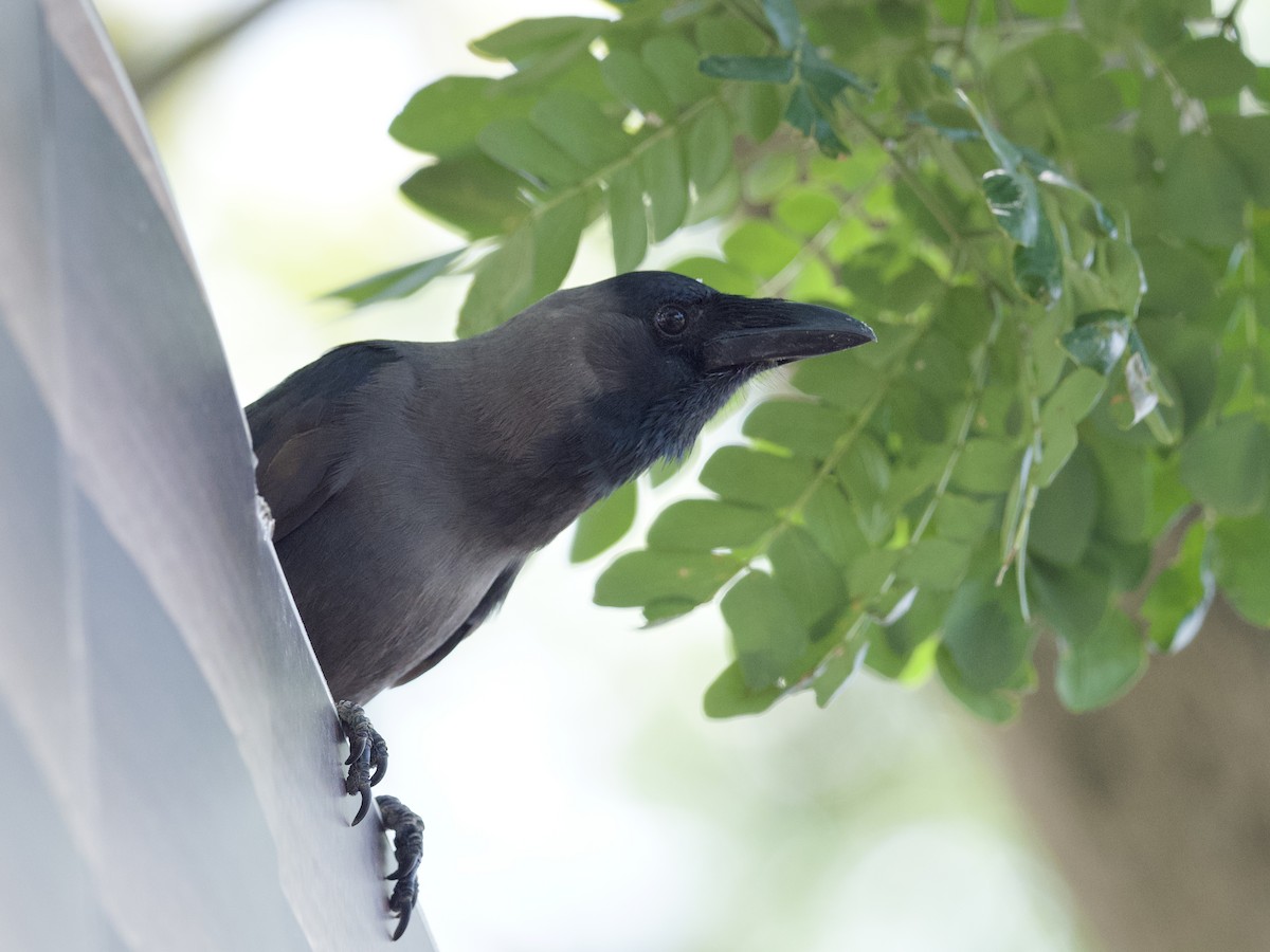 House Crow - ML647267477