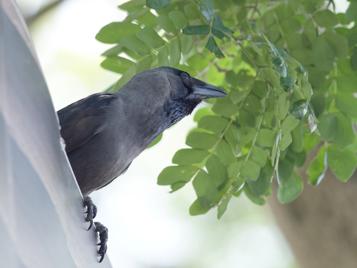 House Crow - ML647267478