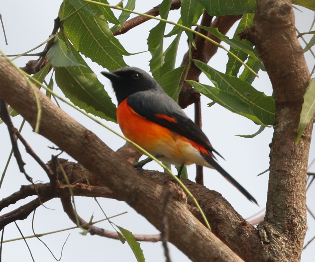 Zwergmennigvogel - ML647267480