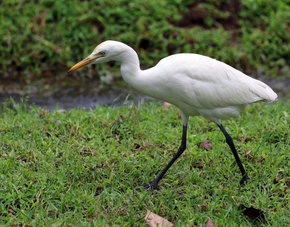 Doğulu Sığır Balıkçılı - ML647267486