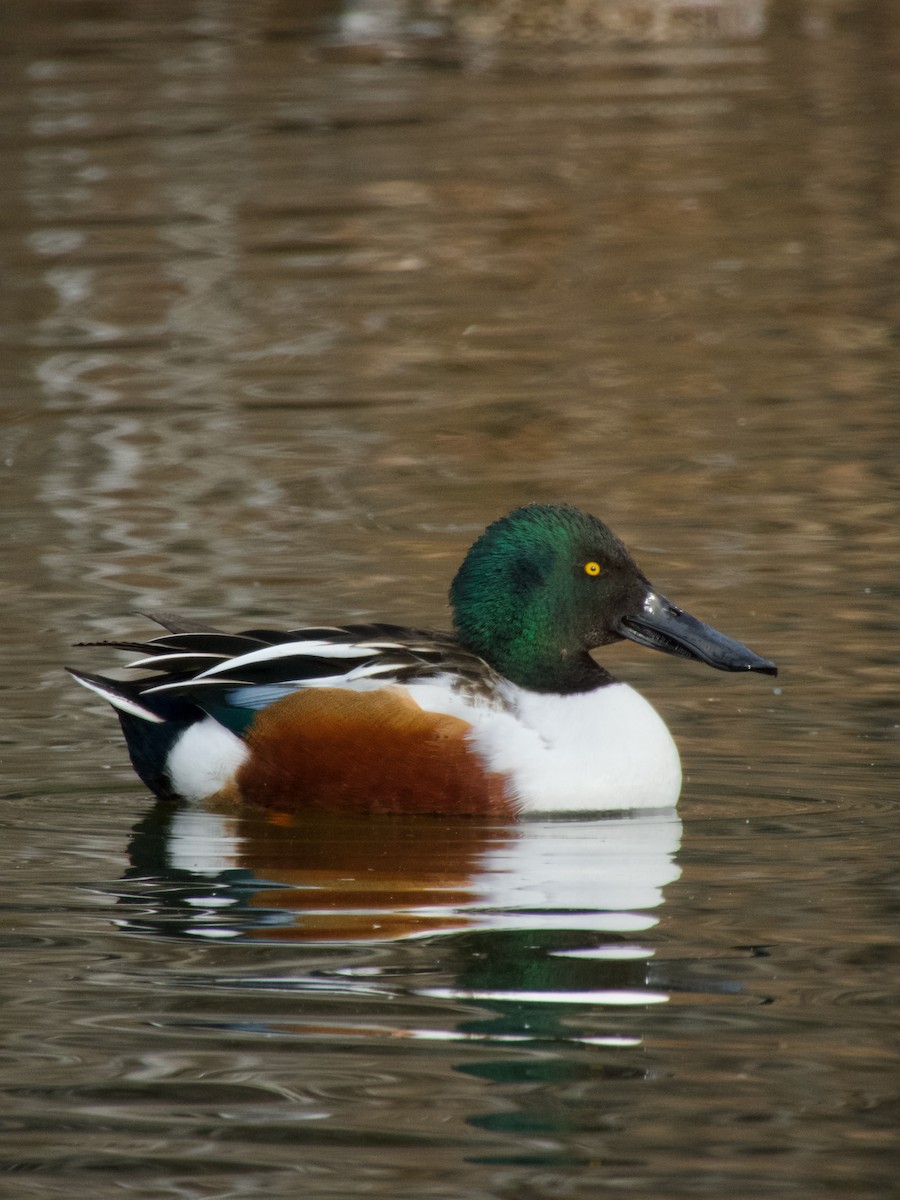 Northern Shoveler - ML647267490
