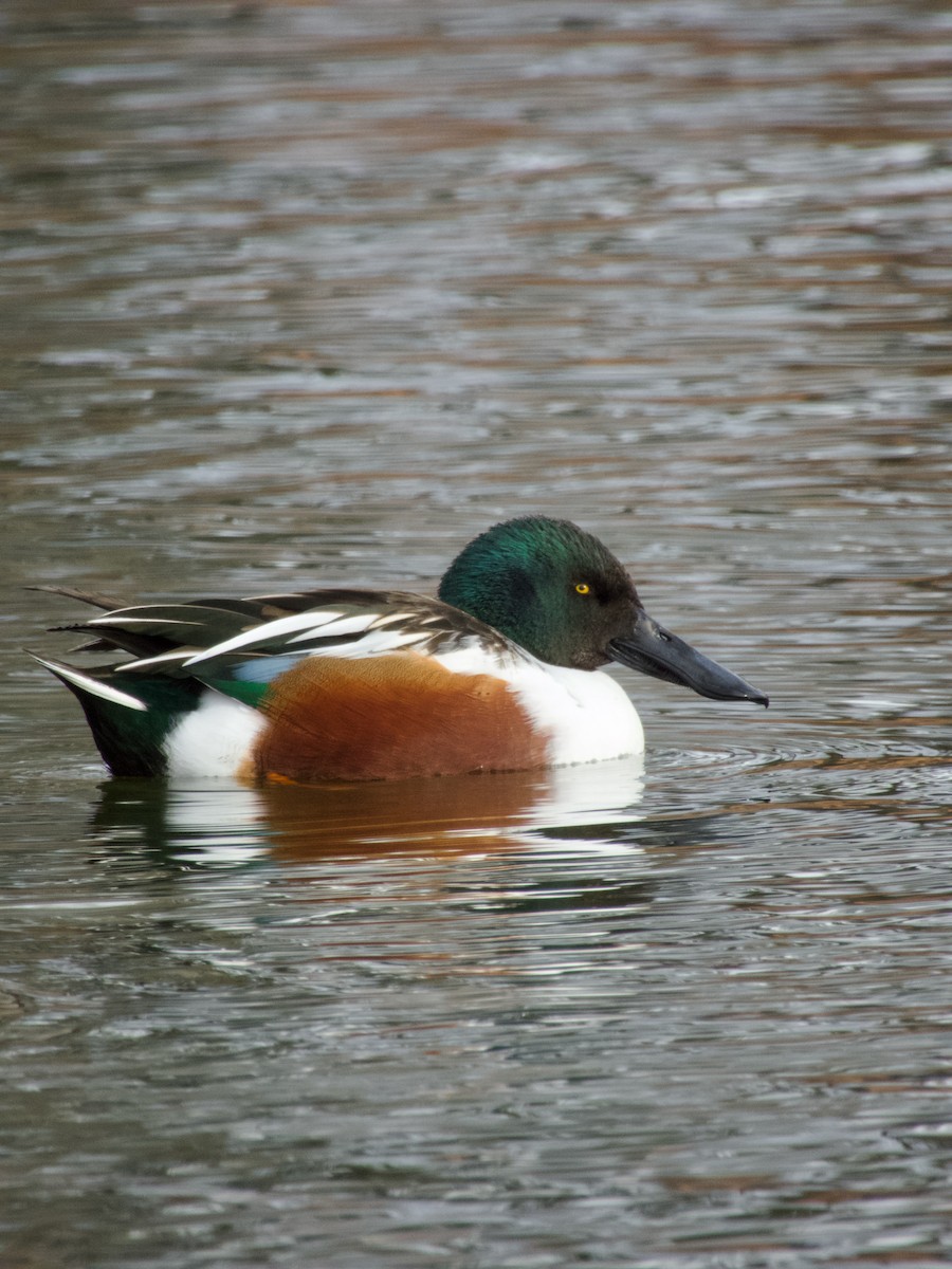 Northern Shoveler - ML647267491