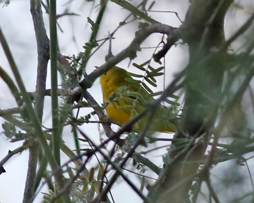 Northern Yellow Warbler - ML647267493