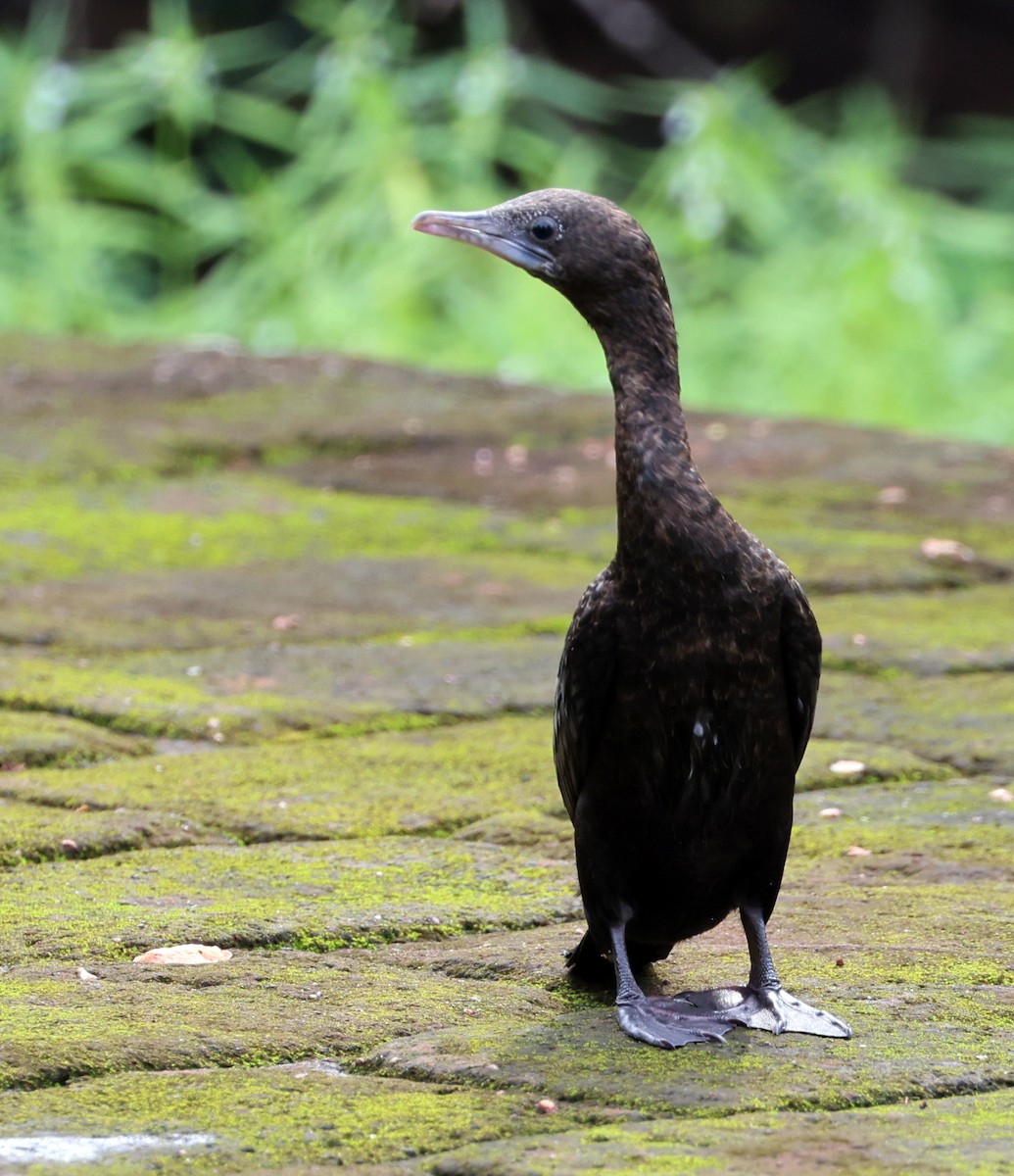 Kara Küçük Karabatak - ML647267494