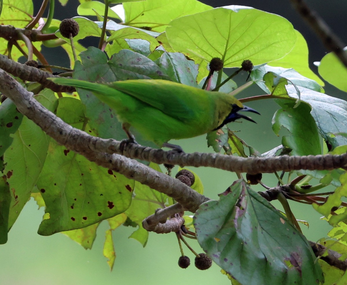 Jerdon Yaprakkuşu - ML647267497