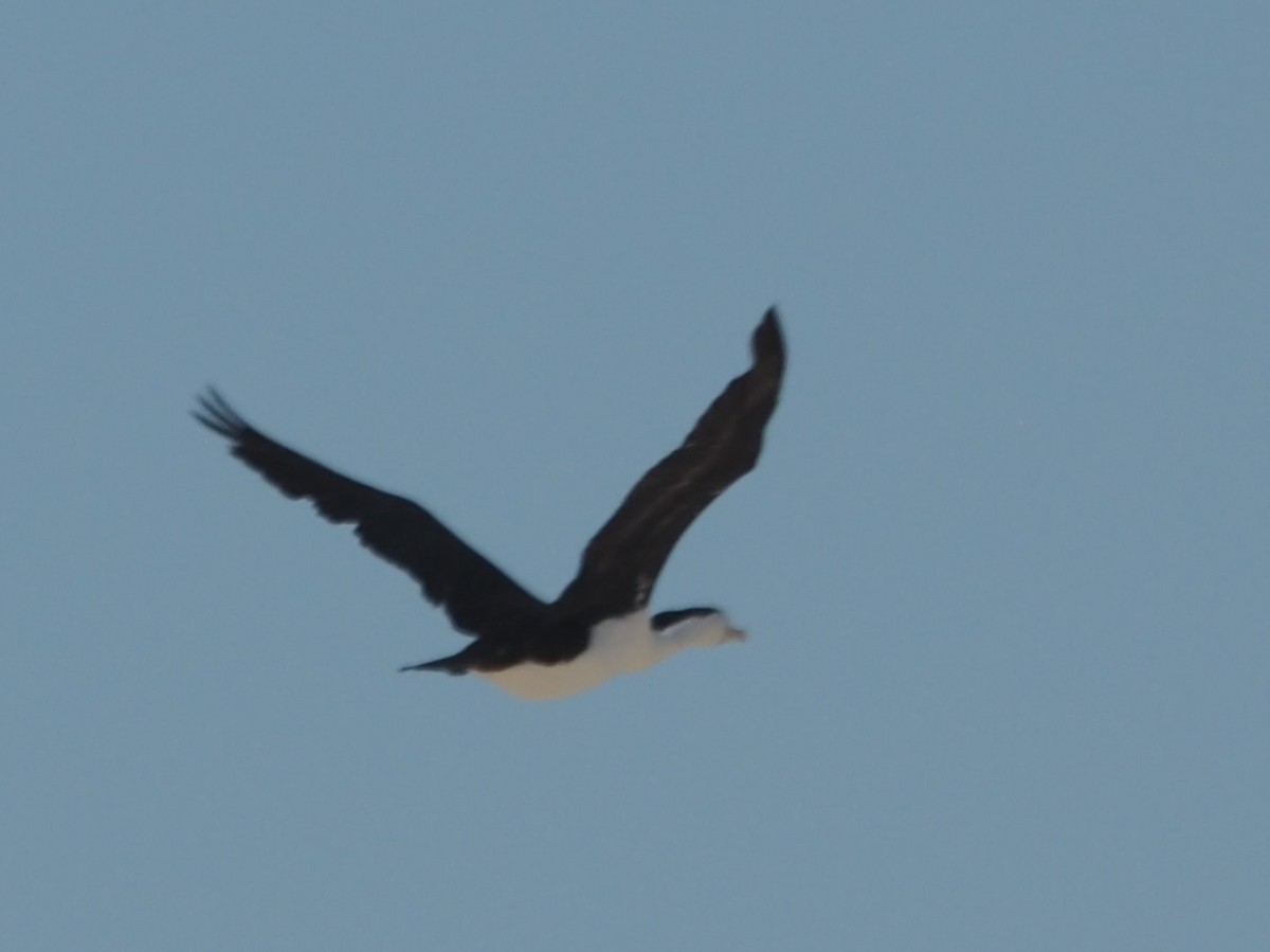 Pied Cormorant - ML647267517