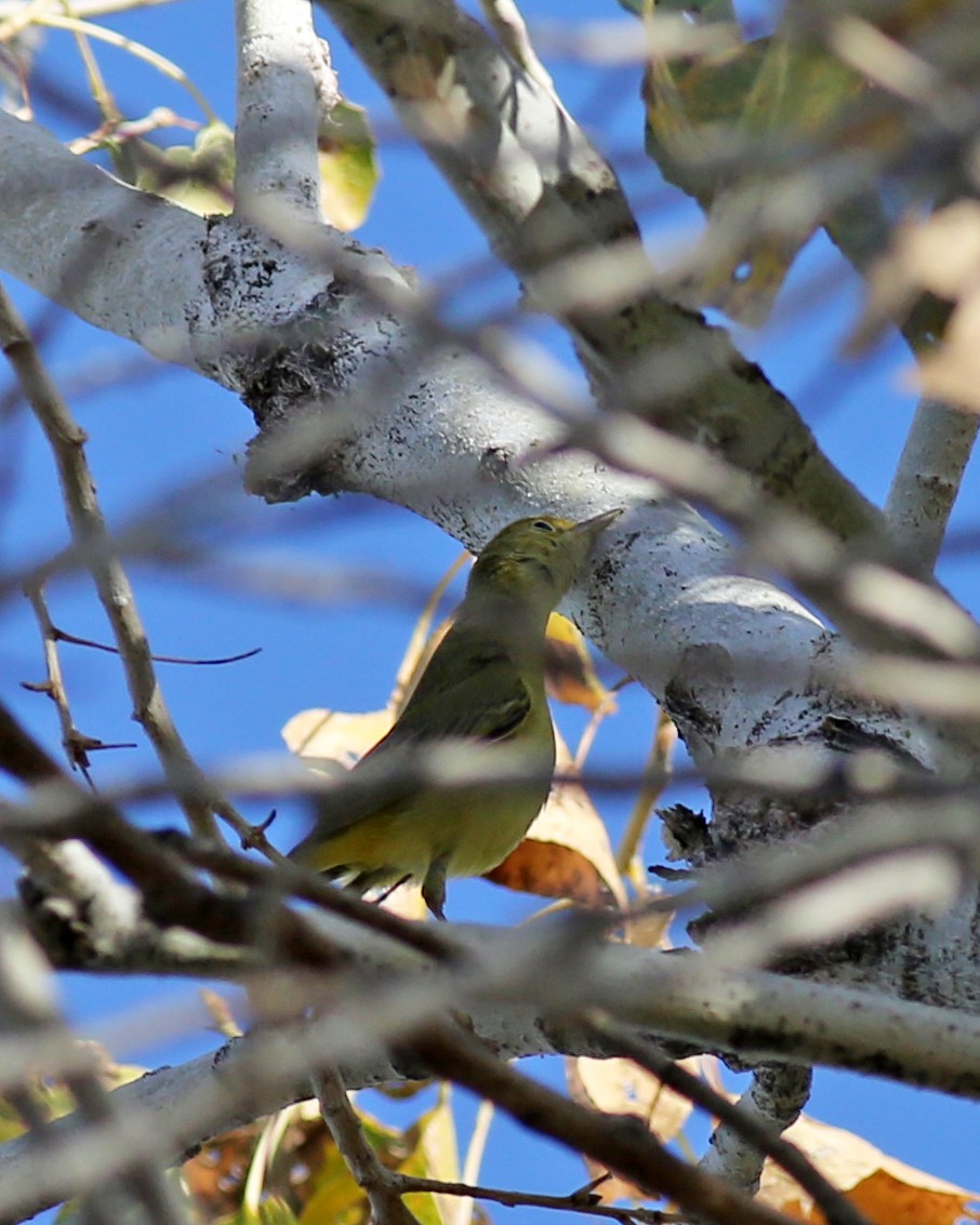 Northern Yellow Warbler - ML647267518