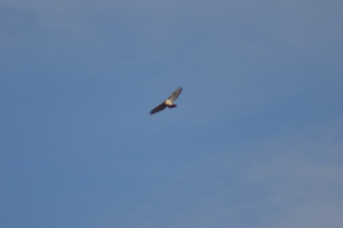 Канюк неоарктичний - ML647267523