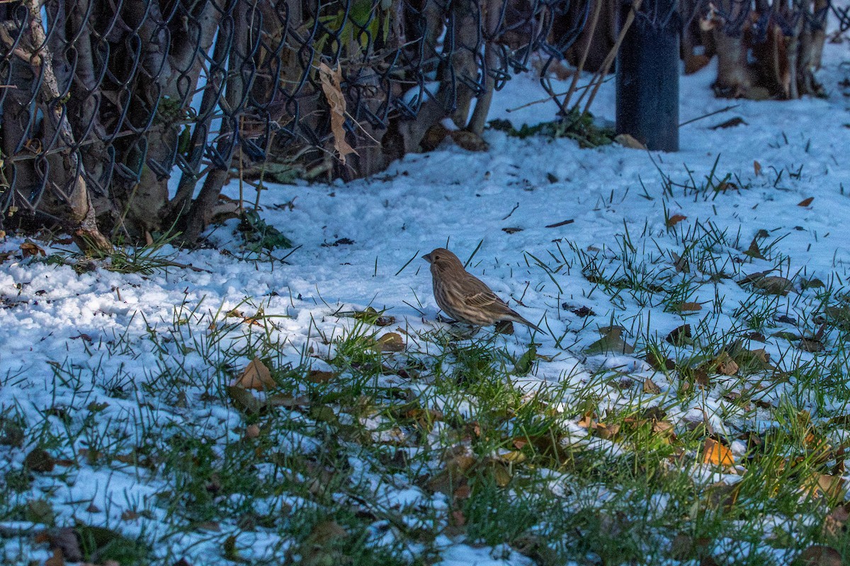 House Finch - ML647267526