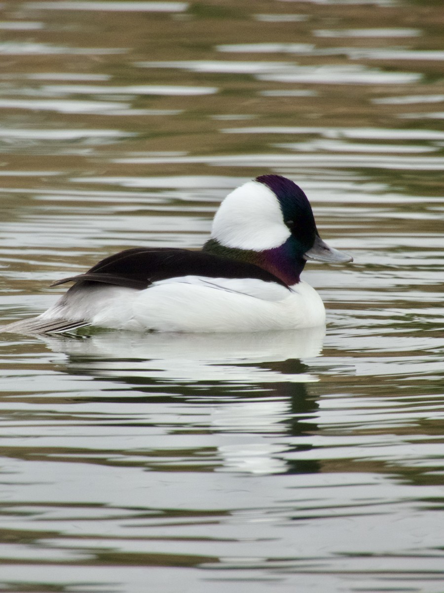 Bufflehead - ML647267537