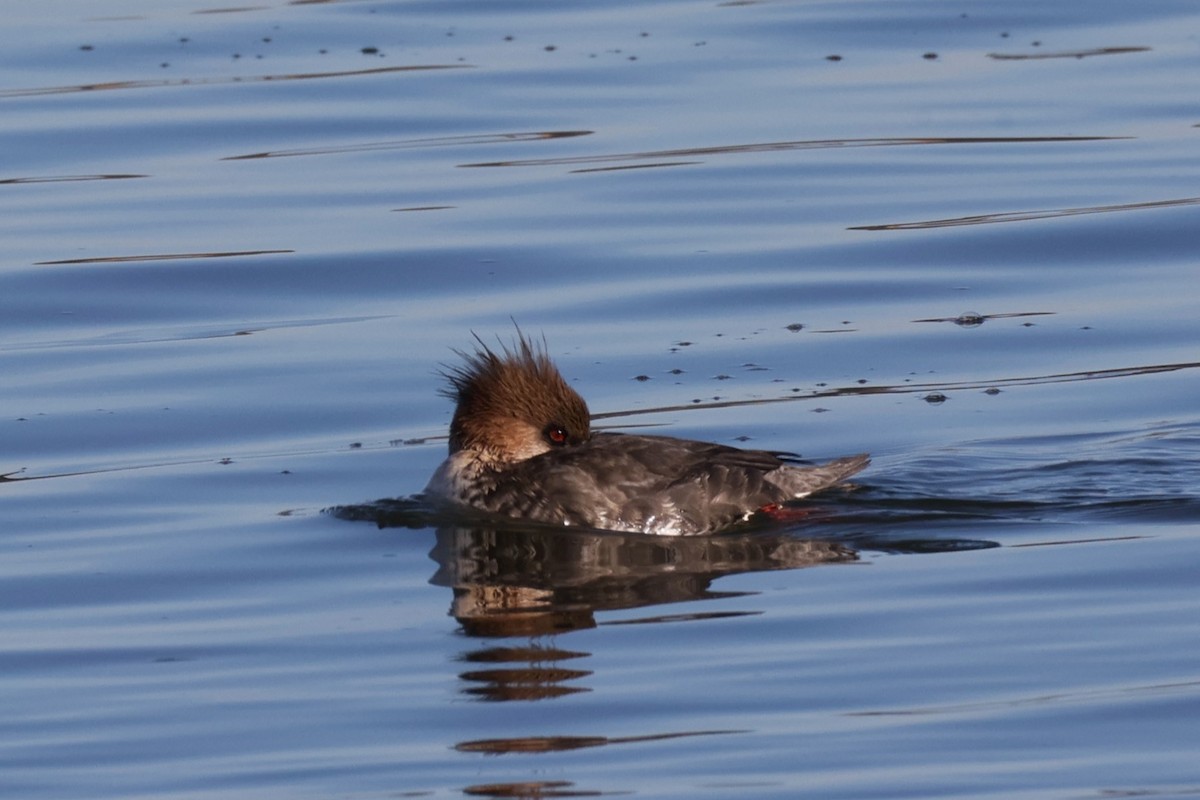 Serreta Mediana - ML647267539