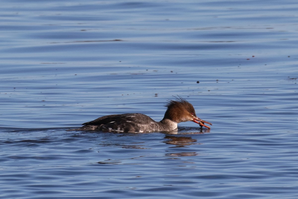 Serreta Mediana - ML647267540