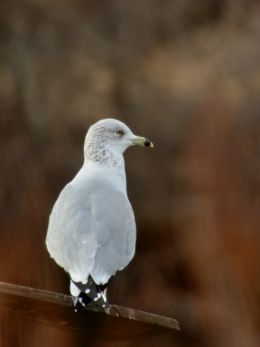 Ring-billed Gull - ML647267552
