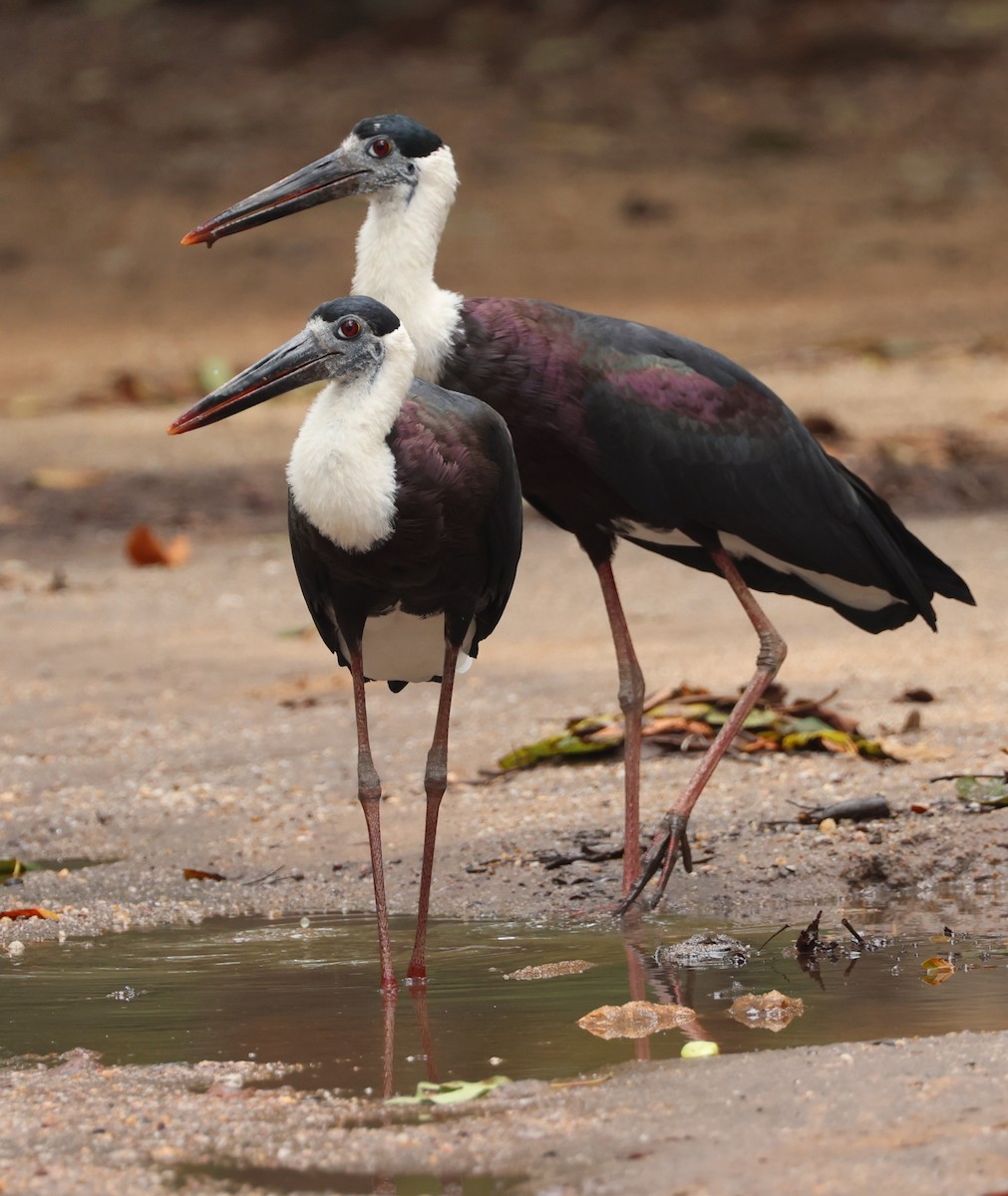 Asya Keşiş Leyleği - ML647267556