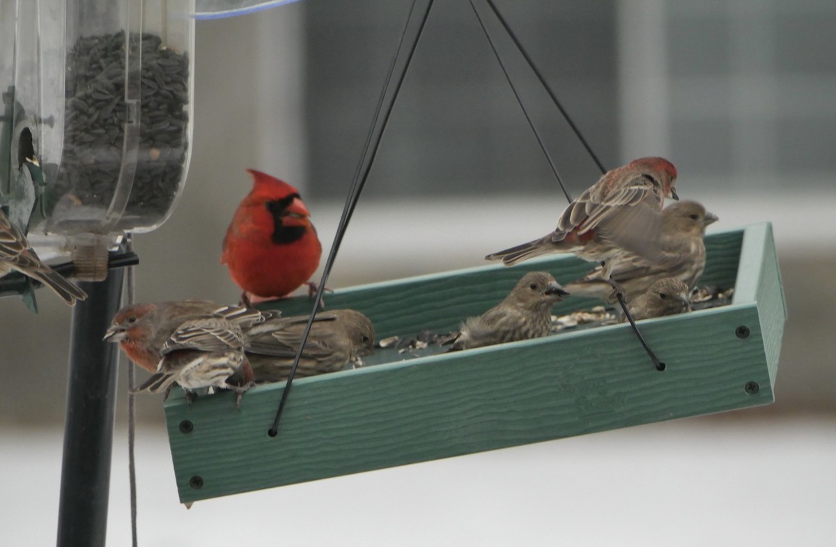 Cardinal rouge - ML647267558