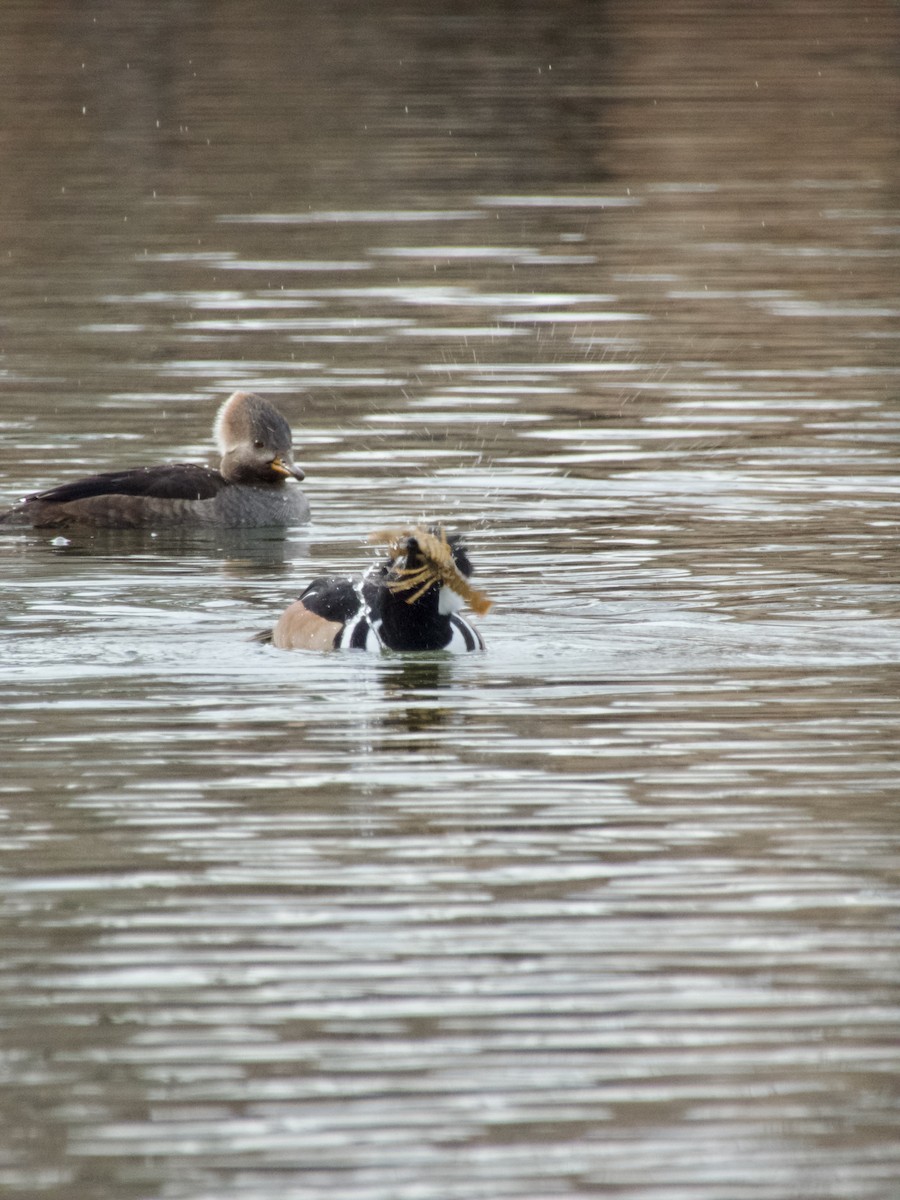 Hooded Merganser - ML647267565