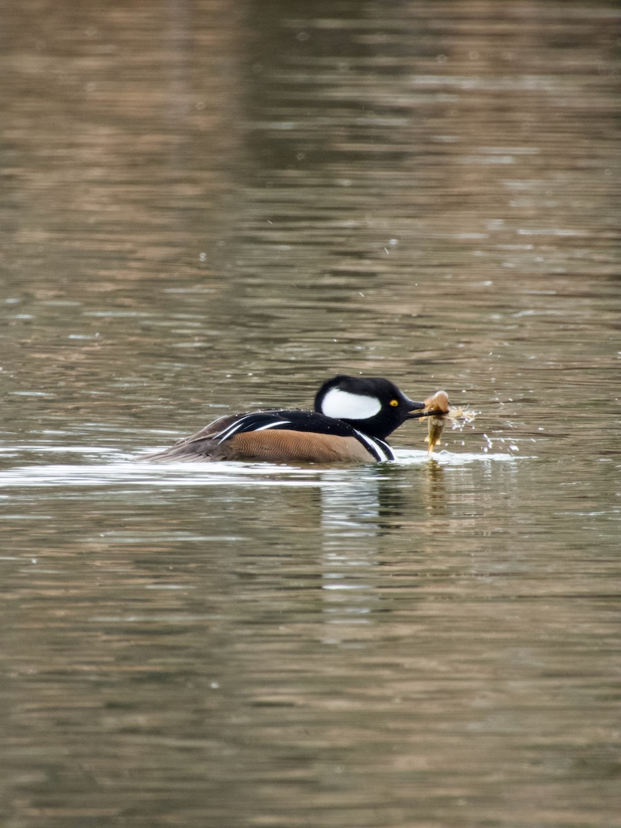 Hooded Merganser - ML647267566