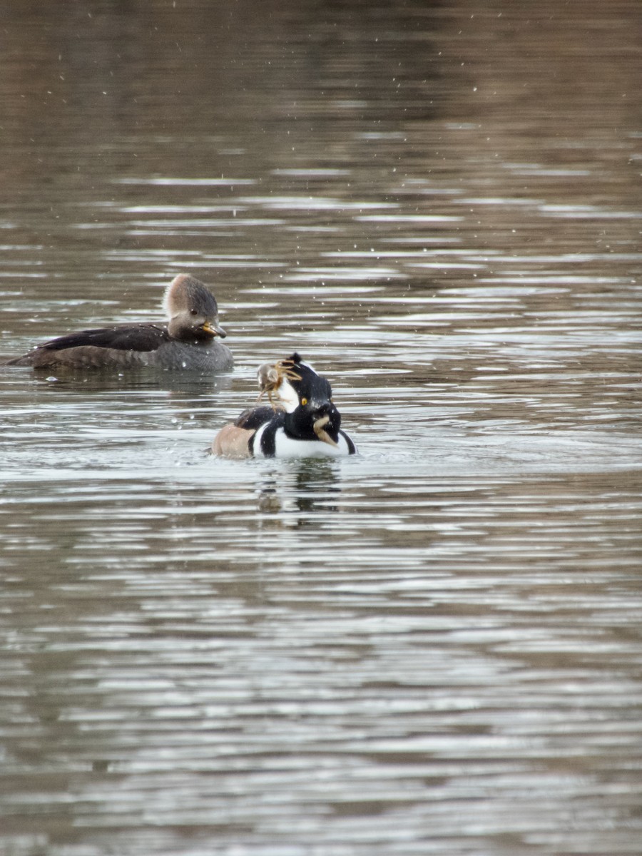 Hooded Merganser - ML647267567
