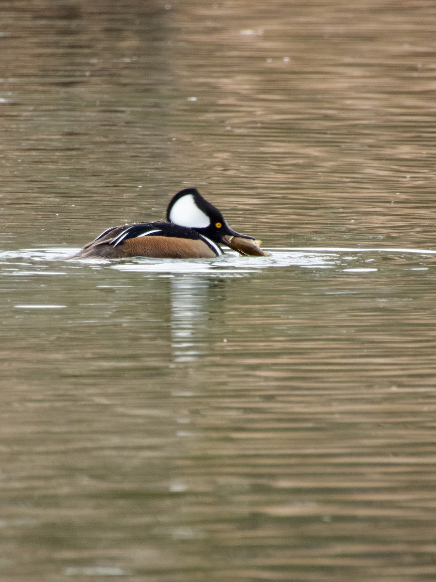 Hooded Merganser - ML647267568