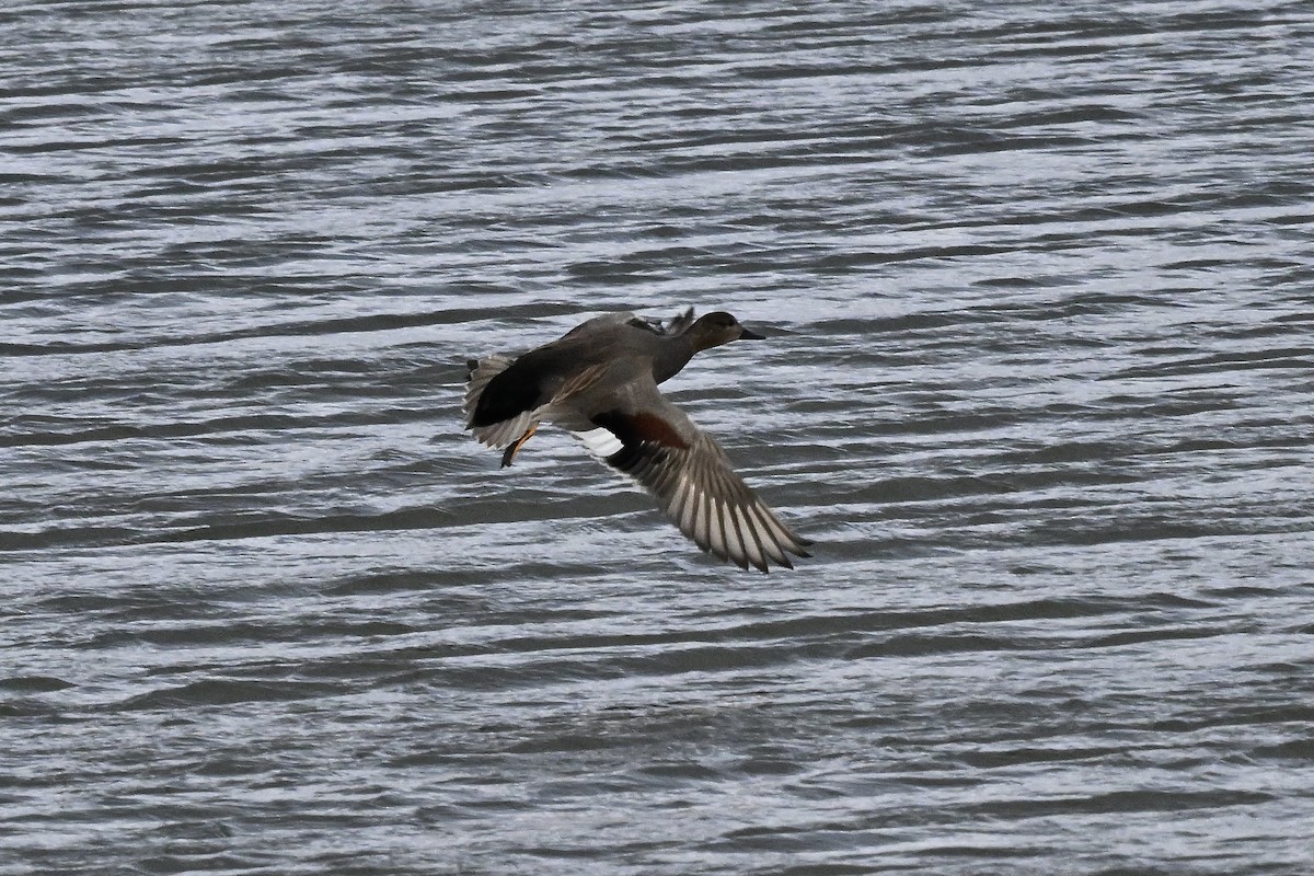 Boz Ördek - ML647267582