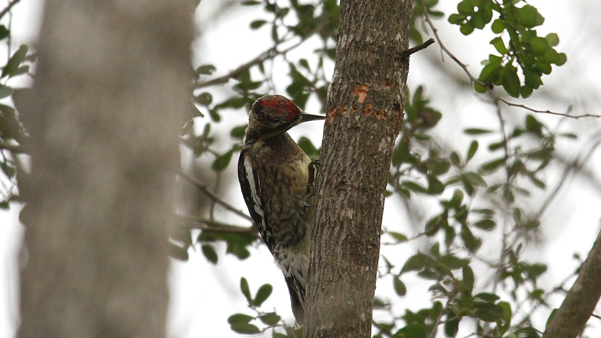 Yellow-bellied Sapsucker - ML647267591