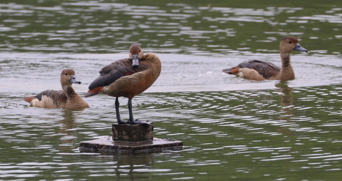 Cava Islıkçı Ördeği - ML647267595