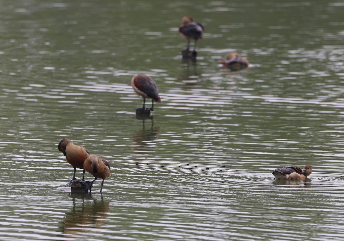 Cava Islıkçı Ördeği - ML647267596