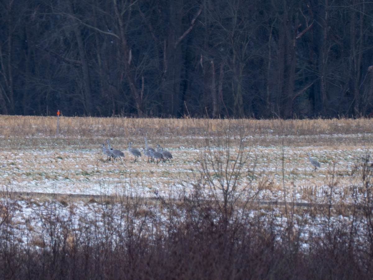 Журавель канадський - ML647267601