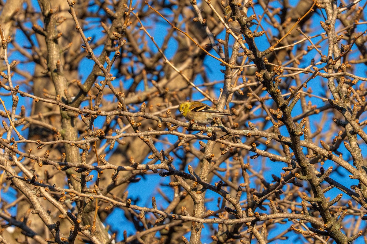Chardonneret jaune - ML647267602