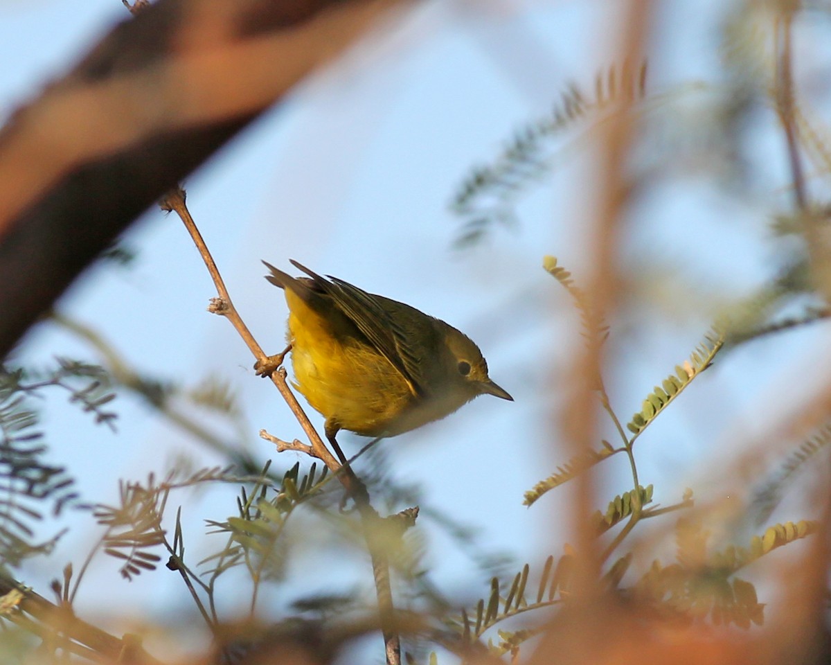 Northern Yellow Warbler - ML647267603