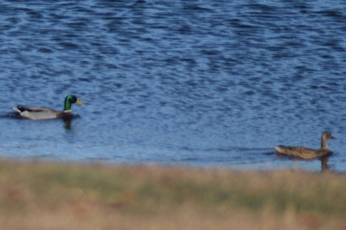 Крижень звичайний - ML647267614