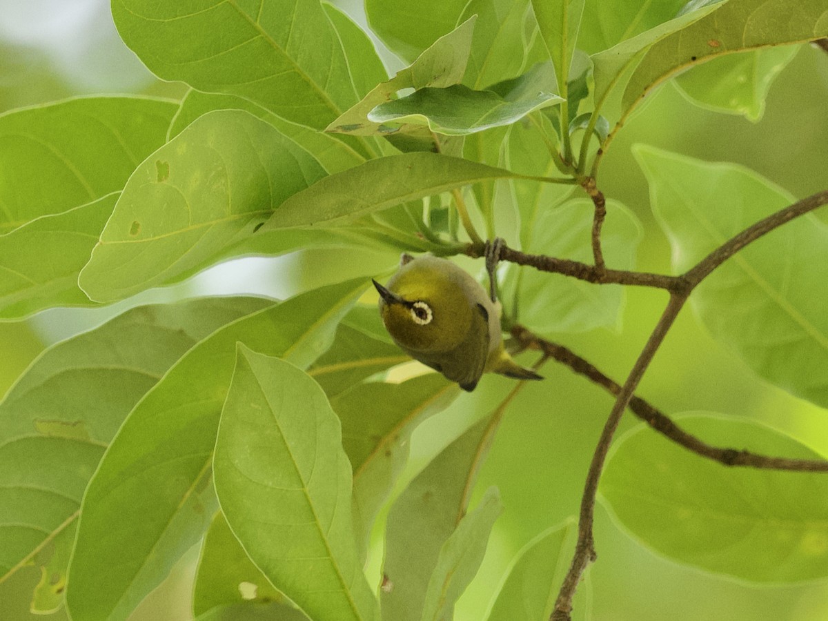 Swinhoe's White-eye - ML647267627
