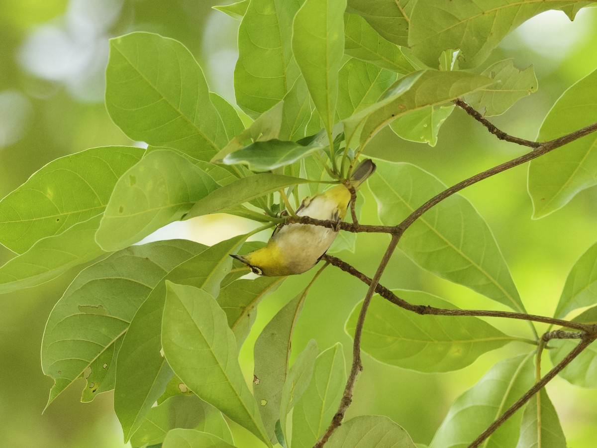 Swinhoe's White-eye - ML647267631