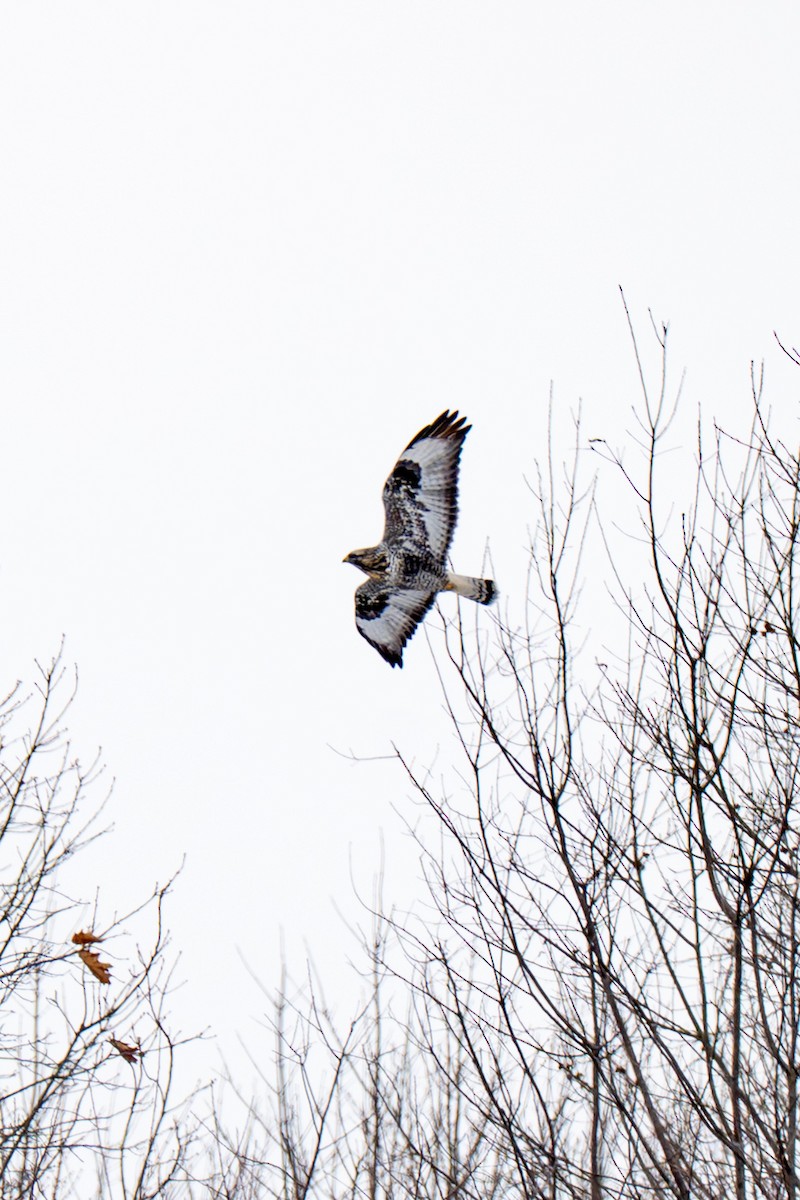 Зимняк - ML647267634