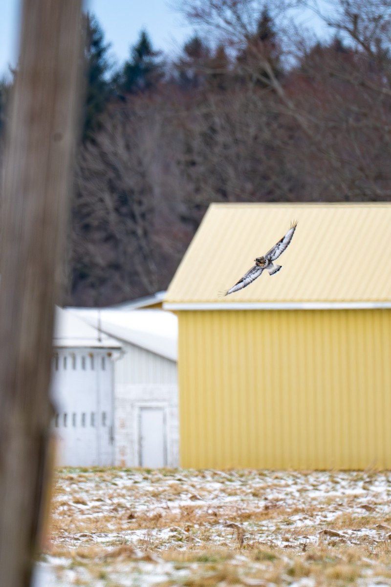 Зимняк - ML647267635