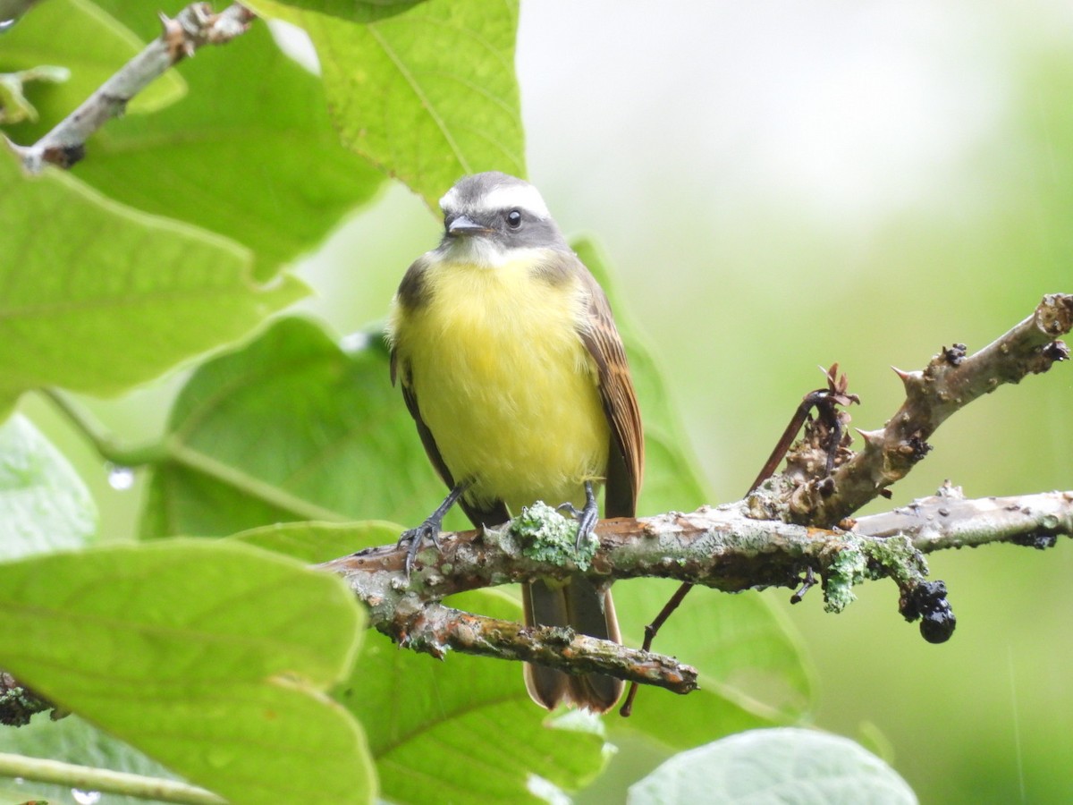 Tyran sociable - ML647267647