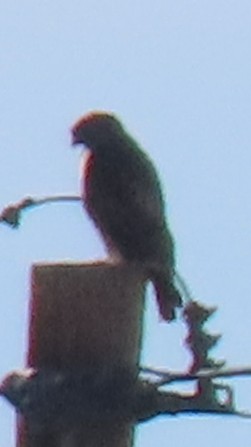 hawk sp. - ML647267651