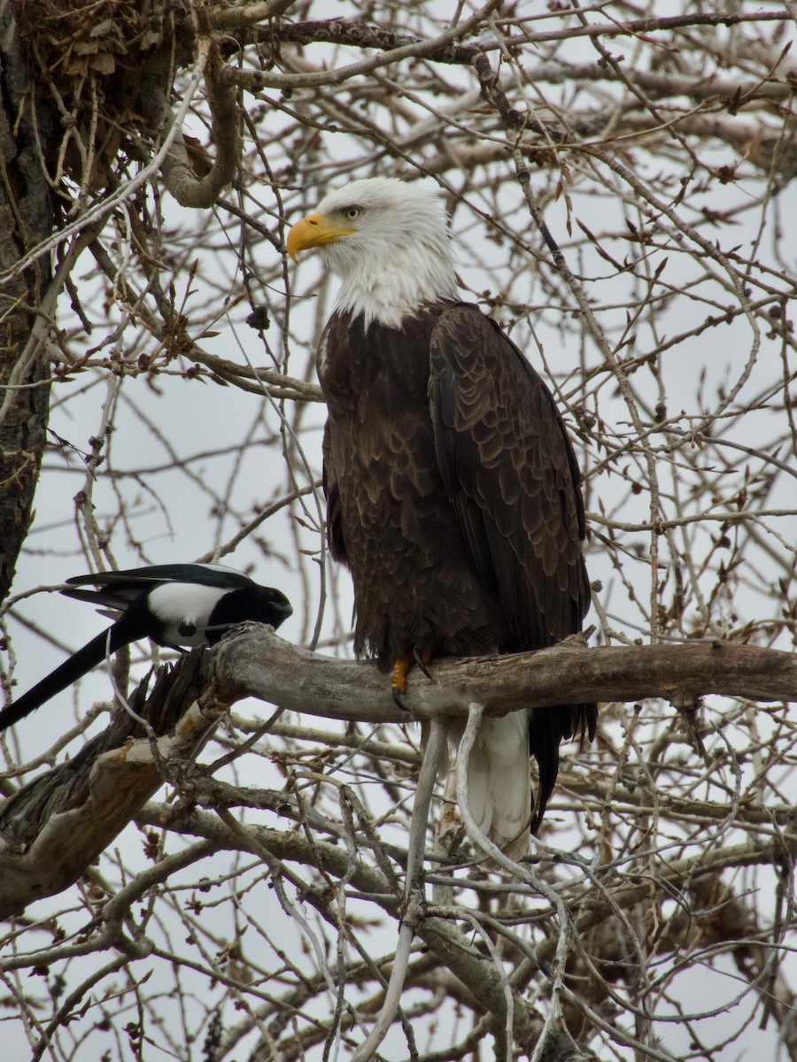 Bald Eagle - ML647267654