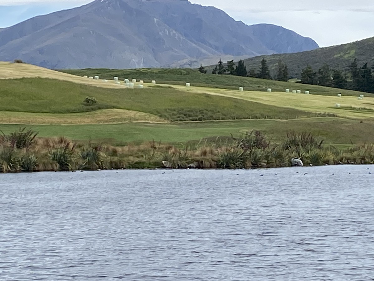 Tarro Maorí - ML647267659