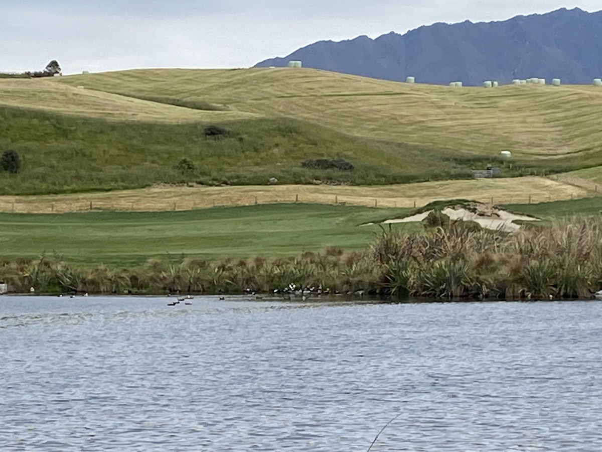 Tarro Maorí - ML647267660