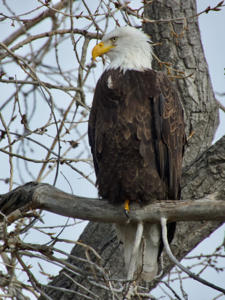 Bald Eagle - ML647267666
