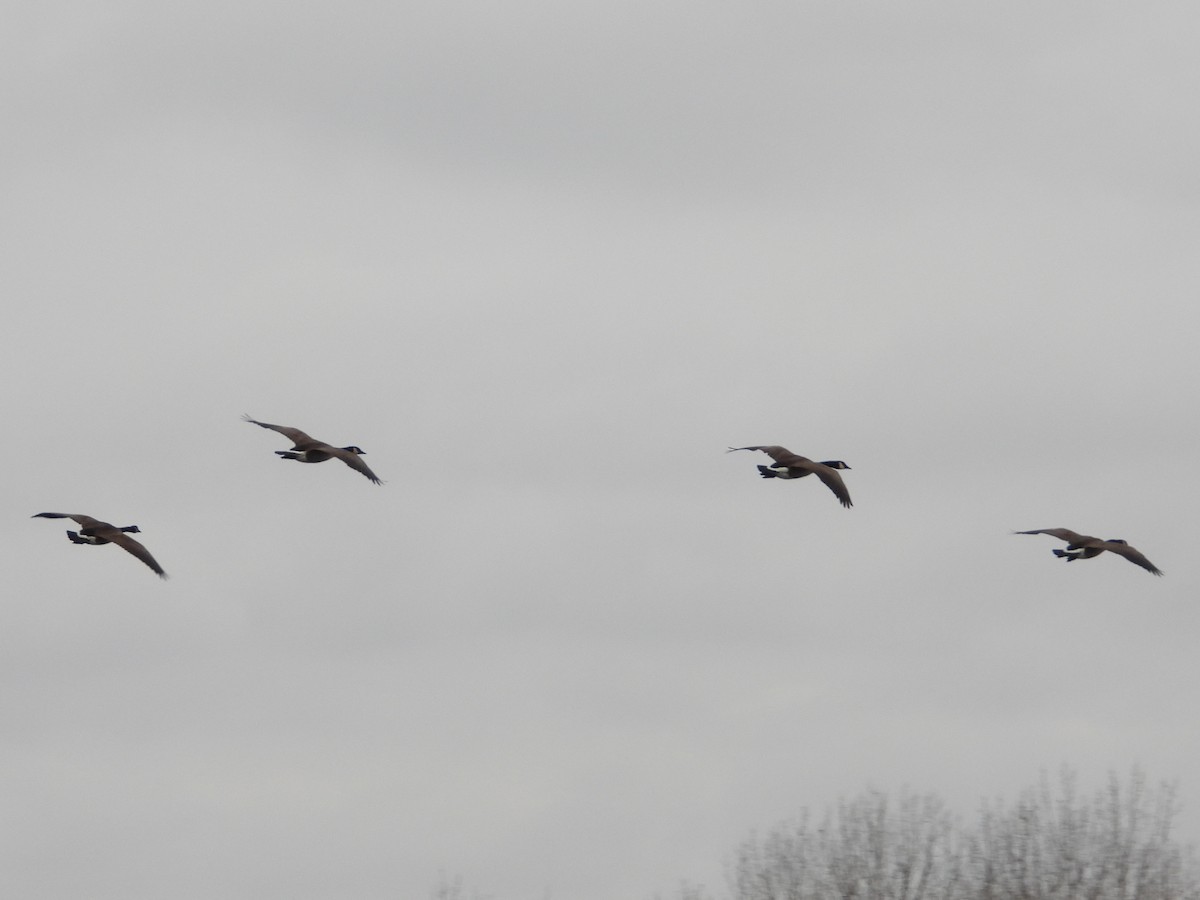 Canada Goose - ML647267667