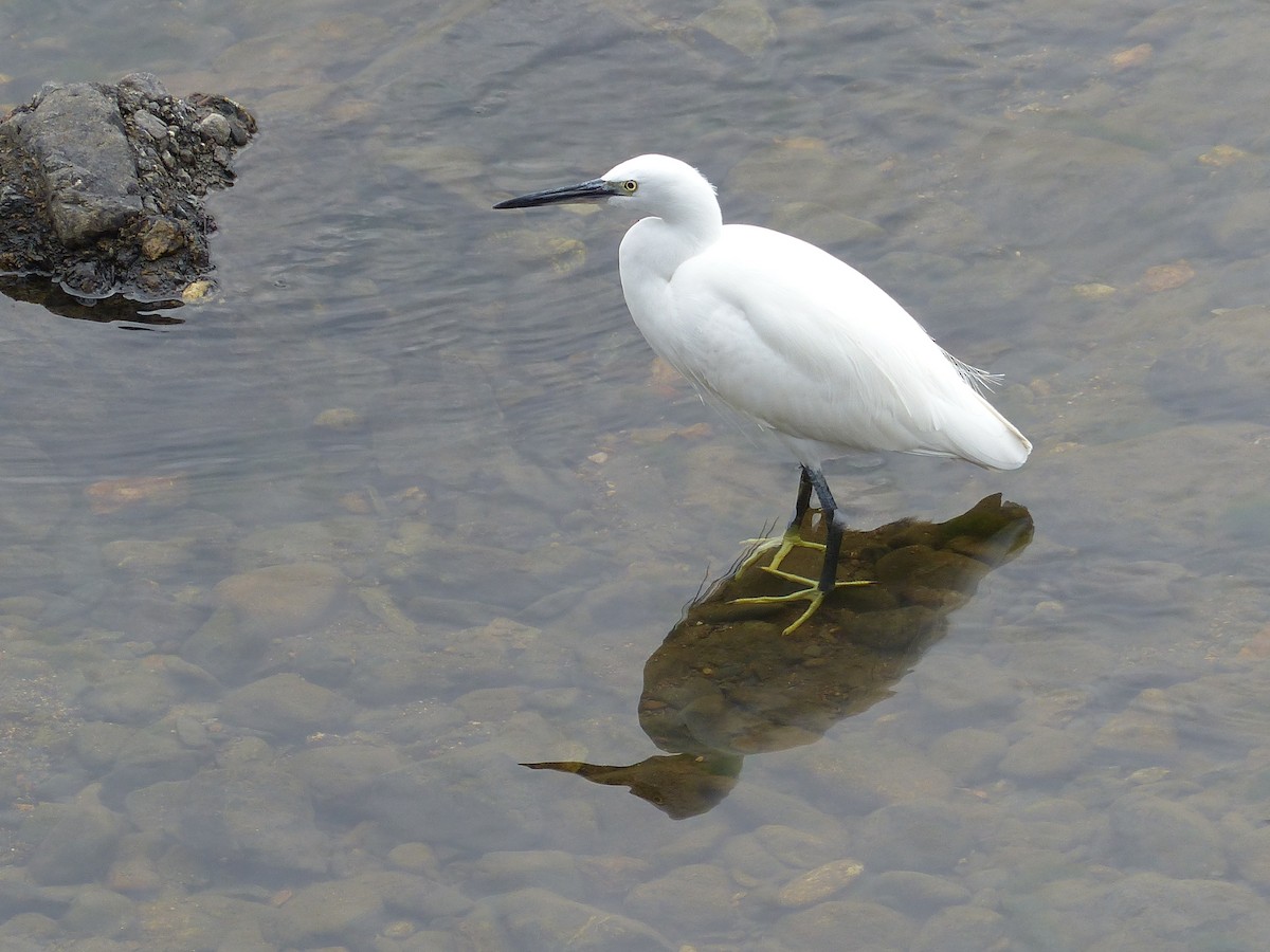 Little Egret - ML647267672